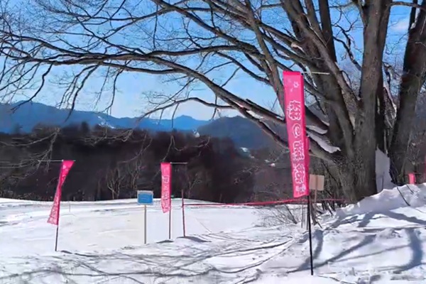 森の中を探検しながら進もう 「森の探検~白樺~」OPEN