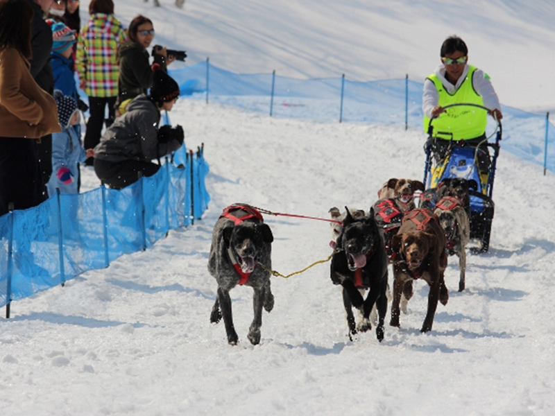 みなかみドッグスポーツフェスタ