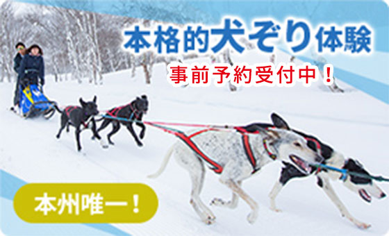 本格的犬ぞり体験