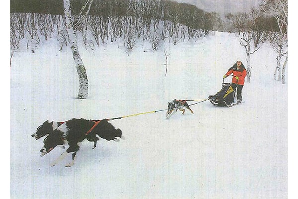 アウトドア体験隊「犬ぞり」