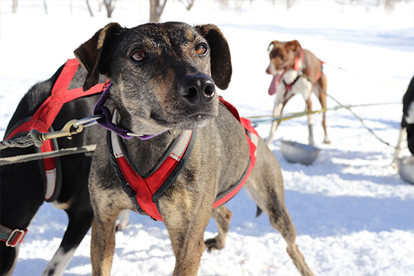 【群馬】「犬ぞり」で白銀の世界を駆け抜ける！