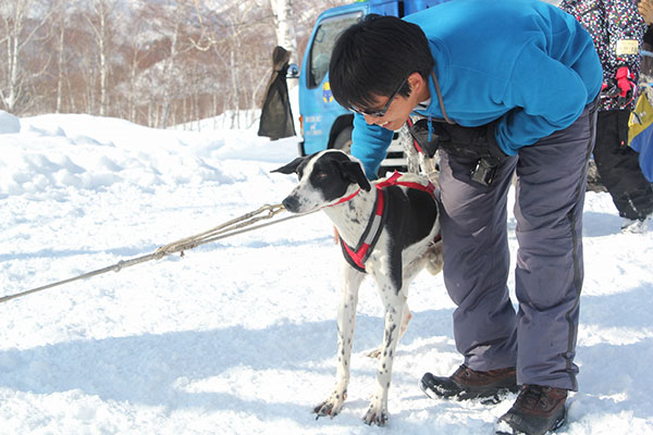 本州随一！本格的「犬ぞり体験」営業開始！