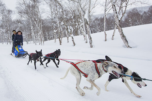 本格的!本州唯一の「犬ぞり体験」ご予約受付中!