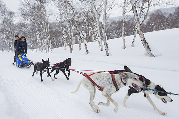 本格的！本州唯一の「犬ぞり体験」ご予約受付中！