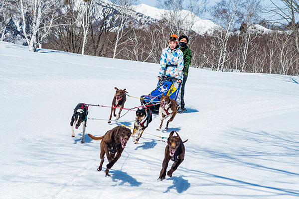 犬ぞり体験　スタート！